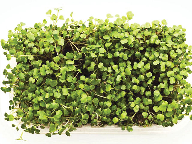 Microgreens